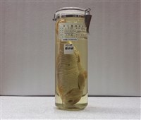 藏品(臺灣鉤吻鮭)的圖片